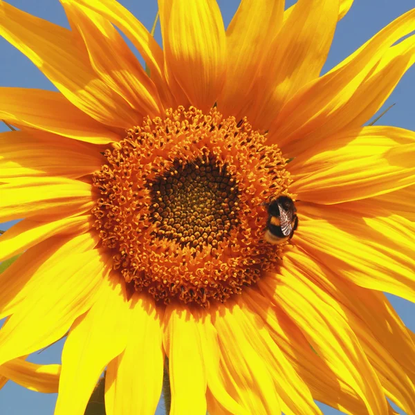 Schöne warme Sonnenblume mit Hummeln — Stockfoto