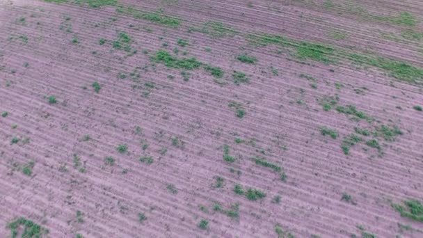 Vista aérea de los campos agrícolas — Vídeo de stock