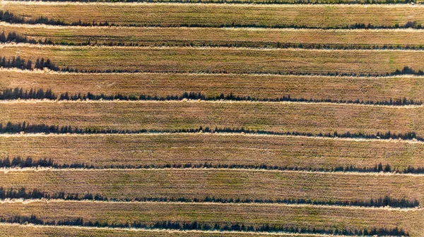 Lågt Flyg Över Gröna Och Frodiga Jordbruksfält Majsplantor Solig Morgon — Stockfoto