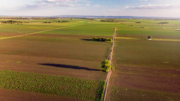 Güneşli bir sabahta, yeşil ve bereketli mısır tarlaları üzerinde alçak hava uçuşları.. 