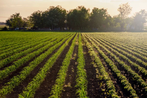 阳光明媚的清晨 青翠茂盛的大豆耕地 — 图库照片