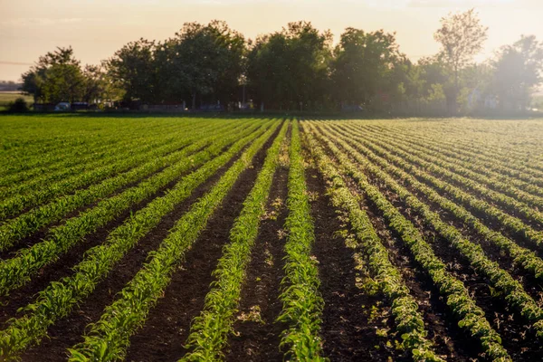 Câmpuri Agricole Verzi Luxuriante Plante Soia Dimineața Însorită — Fotografie, imagine de stoc