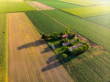 Yaz sonlarında tarım arazilerinde, Voyvodina 'da günbatımında çiftlik. Güneşli bir öğleden sonra Mısır bitkilerinin yeşil ve yemyeşil tarlaları üzerindeki hava uçuşları..