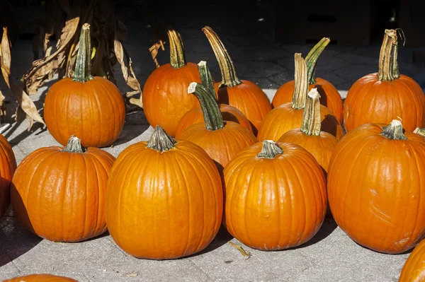 Tallos de calabaza — Foto de Stock