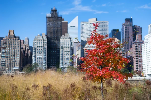 Verschillende kleuren van de bladeren vallen Nyc — Stockfoto