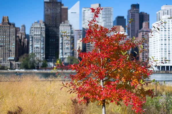 Různé barvy listí na podzim Nyc — Stock fotografie