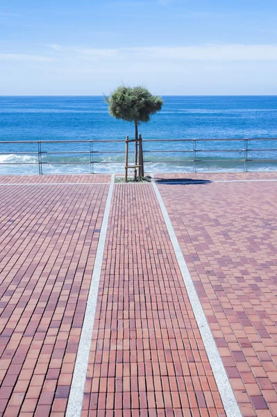 Albero solitario al mare — Foto Stock