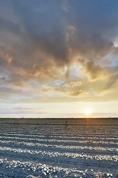 Paisagem rural sob luz solar brilhante — Fotografia de Stock