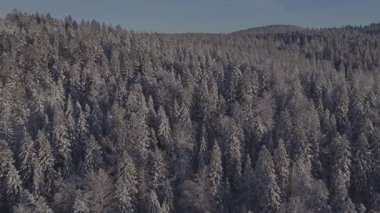 Dondurucu soğuk bir günde karlı dağın kışın drone videosu. Yaşlı ve uzun çam ağaçları taze karla kaplı..