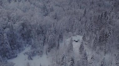 Dondurucu soğuk bir günde karlı dağın kışın drone videosu. Yaşlı ve uzun çam ağaçları taze karla kaplı..