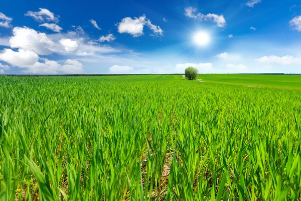 Zelená pšenice zemědělství pole a modré nebe — Stock fotografie