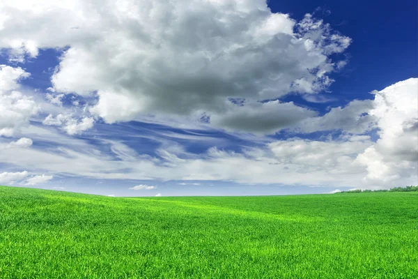 Yeşil buğday tarım alanı ve mavi gökyüzü — Stok fotoğraf