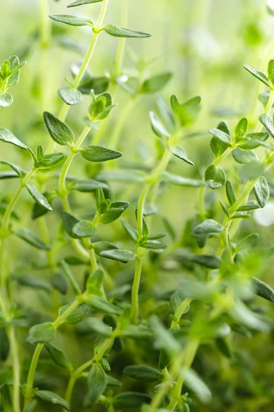 kekik otlar büyüyen