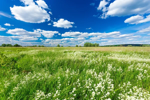 Green field and blue sky — Stock Photo, Image