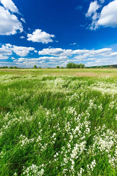 Campo verde e cielo blu — Foto Stock