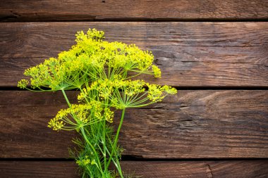 taze şemsiye dereotu