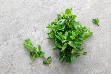 Taze nane, üst görünüm, kopyalama alanı