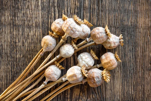 Poppy heads — Stock Photo, Image