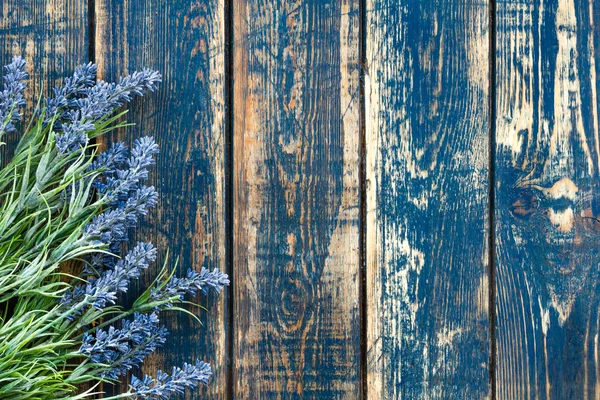 Lavendel — Stockfoto