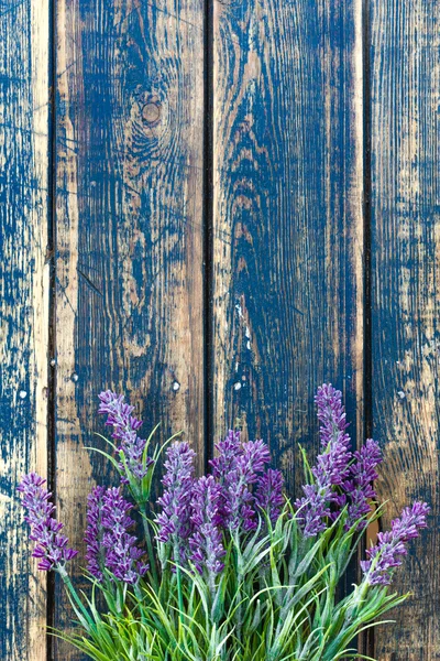 Lavanda — Fotografia de Stock