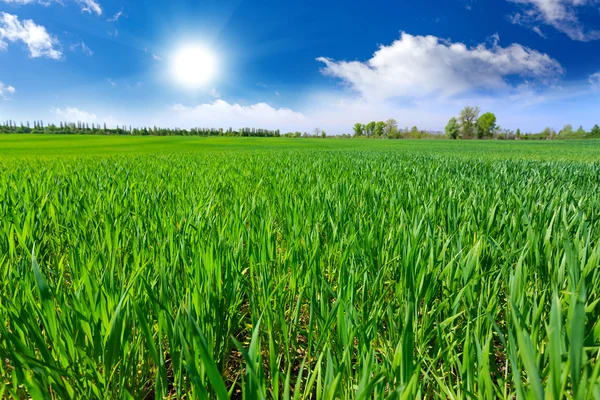 Wheat field — Stock Photo, Image