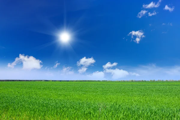 Wheat field — Stock Photo, Image