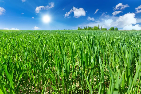 Wheat field — Stock Photo, Image