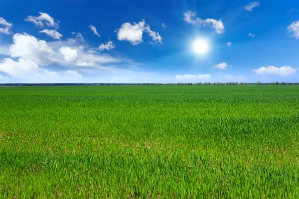 Wheat field — Stock Photo, Image