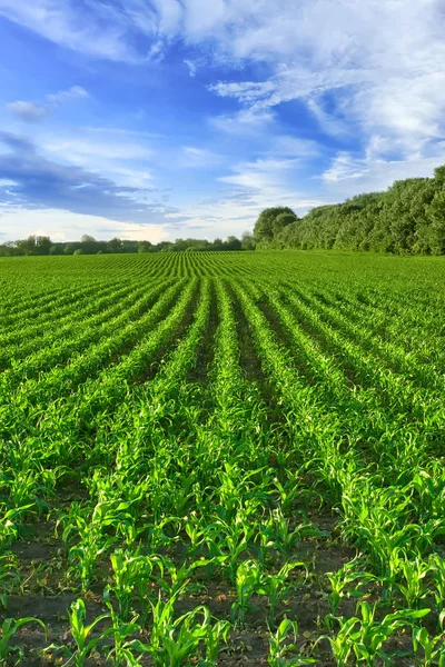 Campo de maíz — Foto de Stock