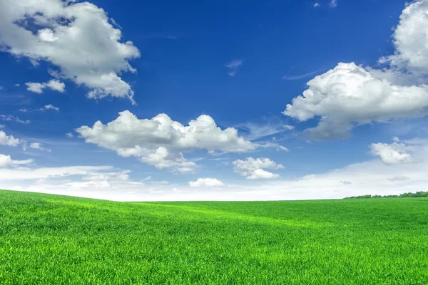 Wheat field — Stock Photo, Image