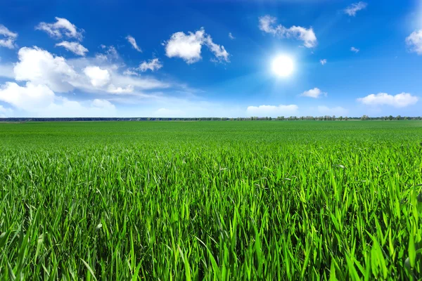 Green field — Stock Photo, Image