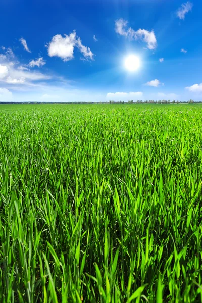 Green field — Stock Photo, Image