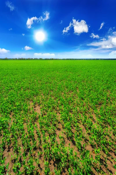 Campo di piselli — Foto Stock