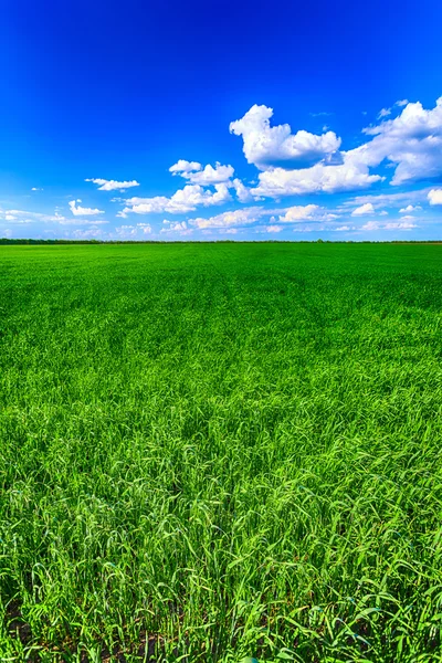 Grönt fält och blå himmel — Stockfoto