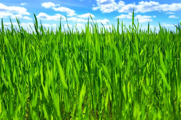 Erba e cielo blu — Foto Stock