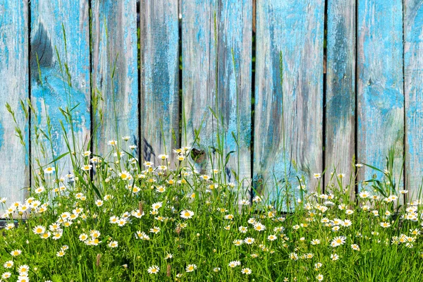 Daisy flowers on a background of wooden fence — Stock Photo, Image