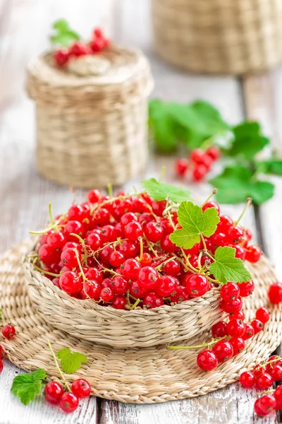 Red currant — Stock Photo, Image