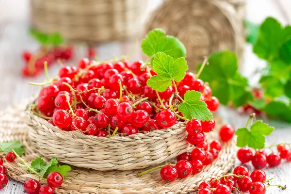 Red currant — Stock Photo, Image