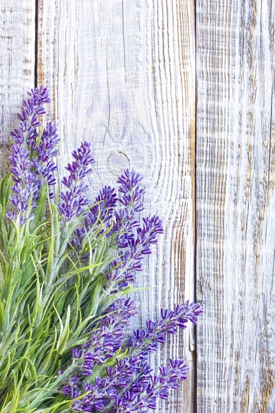 Lavanda — Fotografia de Stock