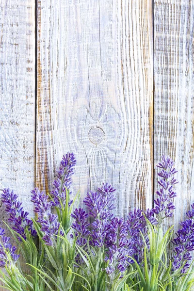 Lavanda — Fotografia de Stock