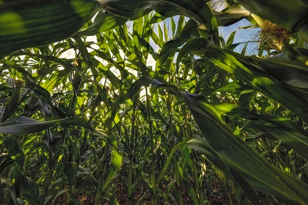 Campos de milho — Fotografia de Stock