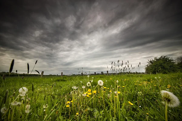 Prato prima di una tempesta — Foto Stock