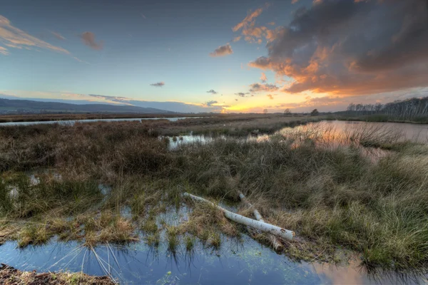 Paisaje pantanoso al atardecer —  Fotos de Stock