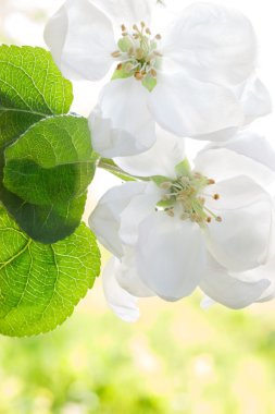 Fllowering elma ağaçlarının