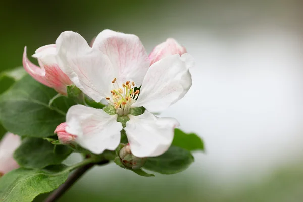 Pommiers en fleurs — Photo