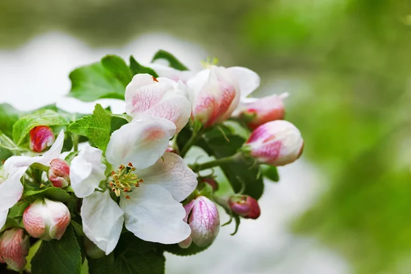 Flowering Apple trees — Stock Photo, Image