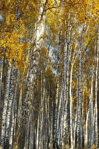Forest bříza. Zlatý podzim — Stock fotografie