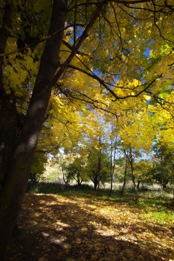 Maple ağaçlar orman