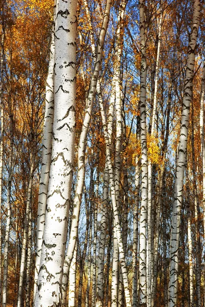 Forest birch. Złota Jesień — Zdjęcie stockowe