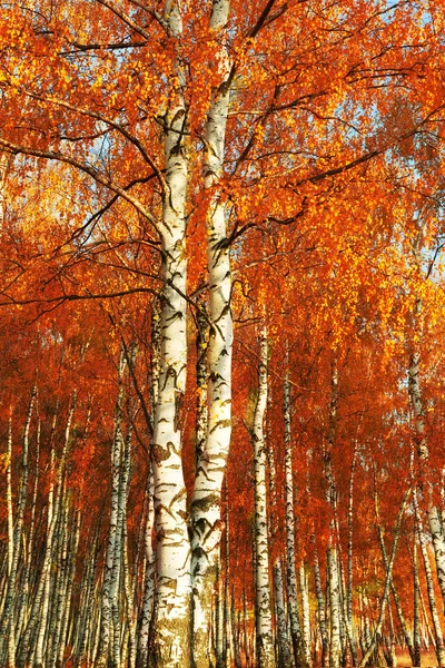 Abedul del bosque. Oro de otoño — Foto de Stock